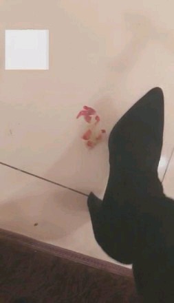 【调教视频】【芷晴】长筒靴把狗舌头给我舔到干裂